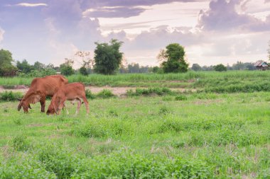 Anne ve bebek tarlalarda ot yiyor..