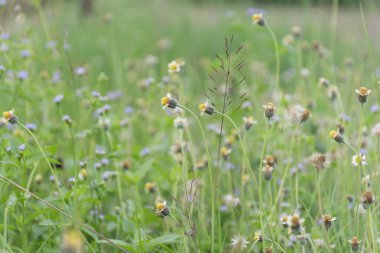Küçük sarı çim çiçekler ve arka plan için uygun parlak renkli alanlar