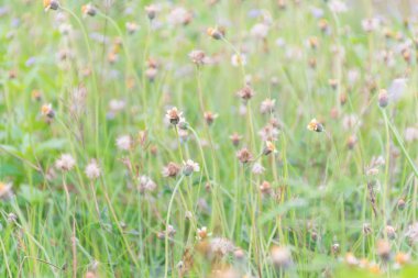 Küçük sarı çim çiçekler ve arka plan için uygun parlak renkli alanlar