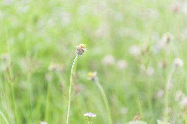 Arka plan için uygun küçük sarı çim çiçekleri
