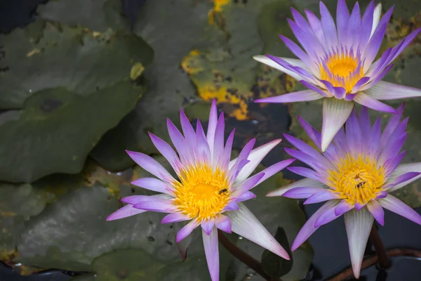 Photo of 3 lotus flowers in purple lotus pond, colorful and beautiful.
