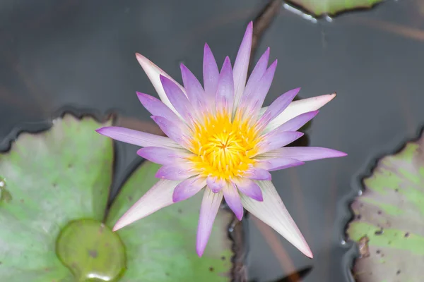 Photo of a purple lotus in a lotus pond, colorful and beautiful.