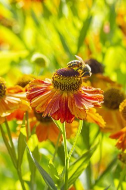 Helenium Waltraut arı güzel çiçek closeup ile. Sonbahar bahçe çiçek arı böcekler, yeşil yaprakları karşı turuncu çiçekler tarafından tozlaşma