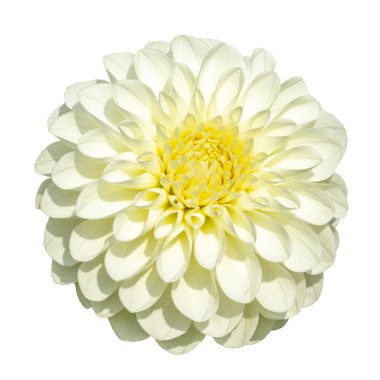 Sarı kalpli beyaz dahlia Beyaz arka plan üzerinde izole