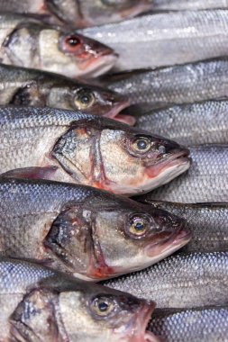 Dicentrarchus labraxis, Moronidae familyasından beyaz bir balık türü. Bir mağaza sayacı dikey arka plan üzerinde buz üzerinde taze balık bir sürü