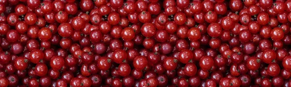 Ribes rosso, primo piano sfondo banner panorama. Bacche di ribes rosso mature, basso contenuto di tasti . — Foto Stock