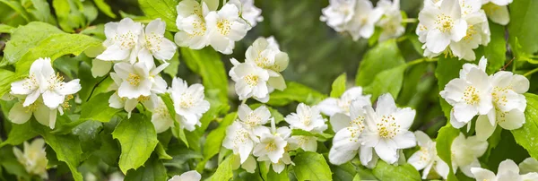 Philadelphus coronarius, yanlış yasemin, arka plan afiş panorama. Yeşil dallarda güçlü aroması ile Blooming İngiliz kızılcık beyaz çiçekler