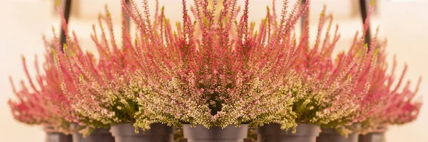 blossoming heather, flower panorama banner wallpaper background. Heather vulgaris Calluna in pots on a light background