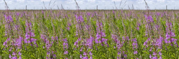 blossom meadow Willow-herb Chamerion flower panorama