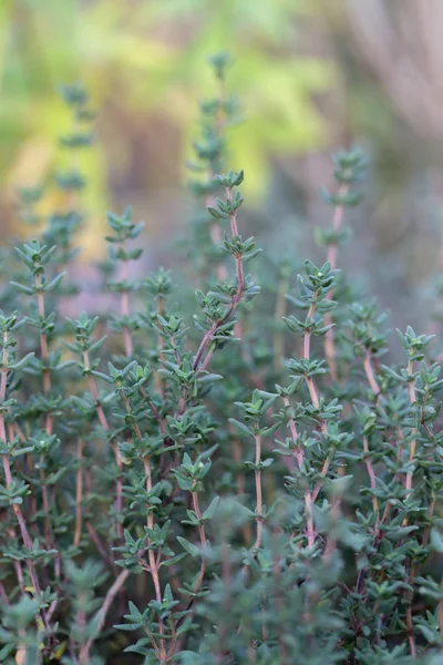 Thyme, fresh herb leaves, spicy spice. Natural thyme. Vertical floral background — Stock Photo, Image