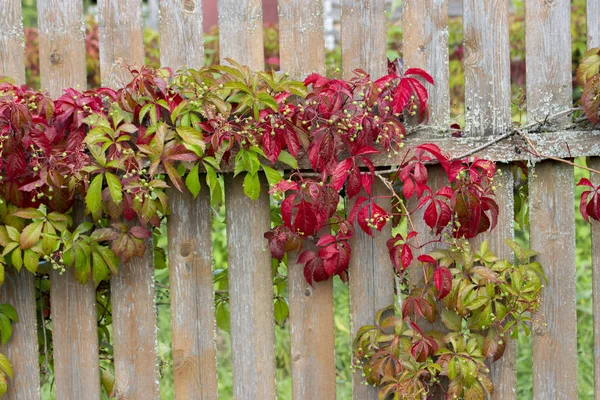 Vinhas de uvas de jardim verde trudge vermelho ao longo da cerca de madeira. Uvas de jardim não maduras lindamente espalhadas na cerca — Fotografia de Stock