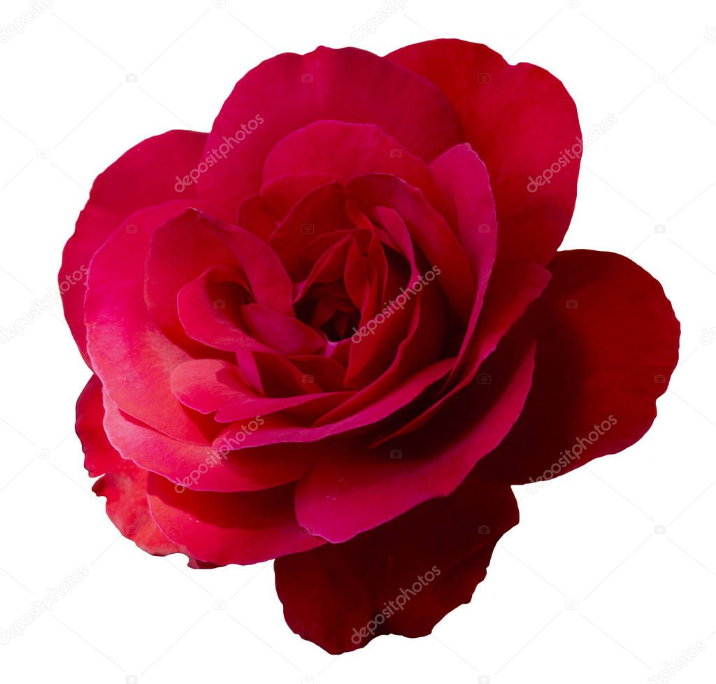 Red rose inflorescence isolated on white background