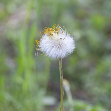 First spring flower coltsfoot foalfoot fluffy with the remains of dry petals stands alone over the early spring