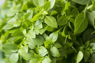 Green bush basil close-up background. Aromatic herb food seasoning