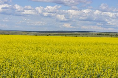 Çiçekaçan kanola, Brassica napus veya Brassica campestris sarı alan. Küçük sarı çiçeklerle açan bahar kolza tarlası.