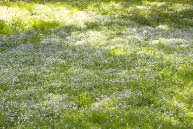 Çiçek açan Myosotis'in tarla çayırı beni unutma, arka plan duvar kağıdı. Çiçek açan küçük mavi çiçeklerle yeşil çayır Unut-me-değil, güzel çiçek çayır