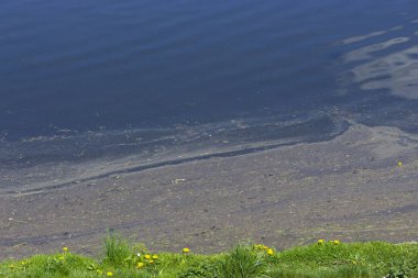 Su kirliliği, çevre sorunları. Kalın yağlı çamur gölet gölü nün kıyısına yakın yüzer. Fuel oil ve atık yağ gölet suya düşer