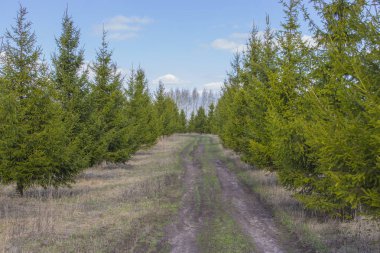 Park yolu boyunca genç çamlar. Çam kozalağı parkı sedir karaçam erken bahar