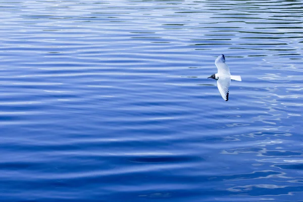 Il gabbiano vola sopra la superficie blu dell'acqua. L'acqua riempie completamente lo schermo. Uccello sul mare — Foto Stock