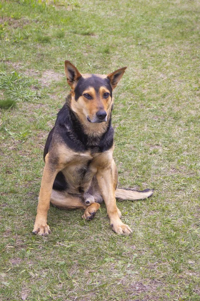 大きな犬は完全な成長で草の上に座って黒と赤の色を混合した. — ストック写真