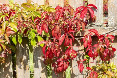 Ahşap bir çitte yabani üzümler. Güzel kırmızı yeşil yaprakları asma dekorasyon