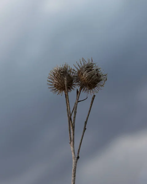 Klette große Bohrer mit Samen gegen einen dramatischen Himmel — Stockfoto