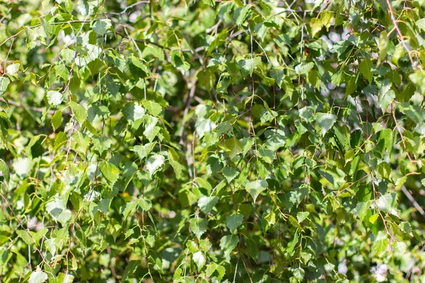 Birch foliage, green natural birch leaves, background wallpaper