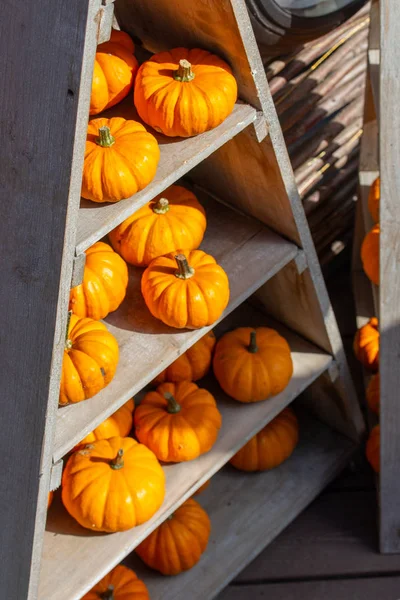 Hermosas calabazas de naranja, la cosecha de una decoración tienda de verduras para Halloween. Pequeña calabaza redonda decorativa madura de color brillante — Foto de Stock