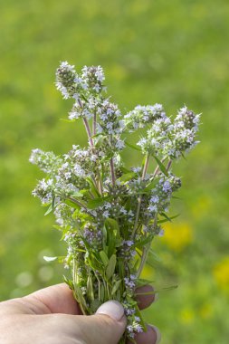 Elinde yabani kekik açan buket. Çayır otlar, kekik çiçekleri bir koleksiyon