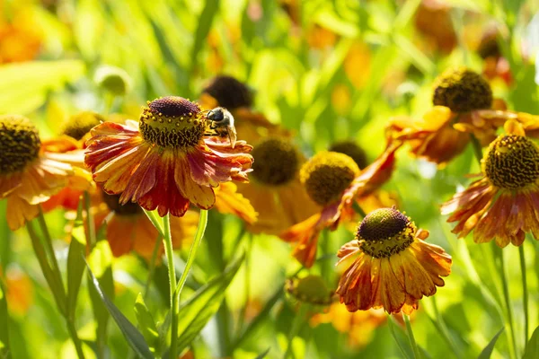blooming Helenium is pollinated by bees, collect honey bee, the pollination of garden flowers by insects. Beautiful autumn flowers of honey plants