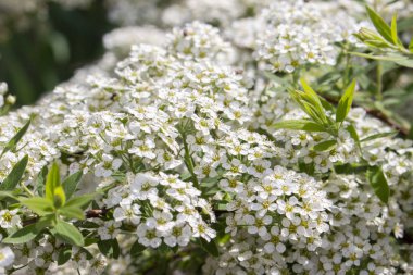 Spiraea cinerea küllü küçük beyaz çiçekler, yakın çekim doku çiçek arka plan. Çiçekli süs çalırosaceae, beyaz çiçek demetleri, seçici odak
