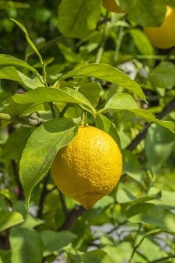 Yaprakları arasında bir dal asılı olgun sarı limon meyve ile Limon ağacı. Doğada narenciye limon, limon ağacının güneşli meyve, dikey.