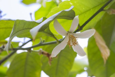 Çiçekli limon ağacı, narenciye ağacı çiçekleri. Limon ağacında sarı puantiyeli beyaz çiçekler, limon narenciye mandalinası
