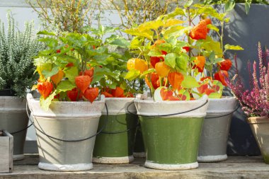 Seramik kaplarda yeşil yaprakları ile Turuncu Physalis. Güzel parlak çiftlik bitkileri Physalis kırmızı biber, Meksika domates Tomatillo. Tencerede sebzeler hasat, bitkiler bahçe organik