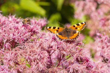 Kabarık kıllar ile Eupatorium odoratum pembe mor çiçekler. Kelebek Küçük Kaplumbağa kabuğu Nymphalis urticae bir çiçeklenme Eupatorium odoratum, çiçek tozlaşma