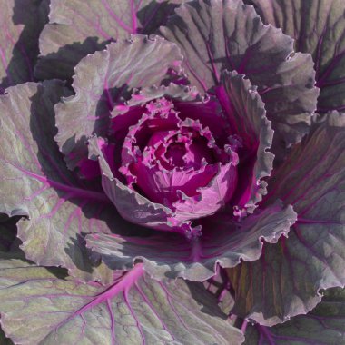 Kırmızı lahana bahçede yetişir. yaprakları heartwood mor pembe yaprak lahana yakın çekim arka plan dokusu