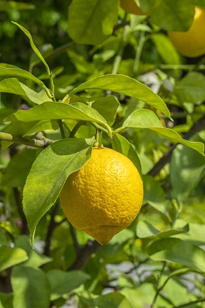 Citronträd med mogen gul citron frukt hängande på en gren bland bladen. Citrus citron i naturen, solig frukt citronträd, vertikal. — Stockfoto