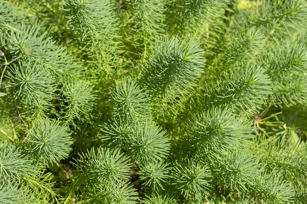 Euphorbia cyparissias, green sprouts with needles. Decorative grass background wallpaper banner — 스톡 사진