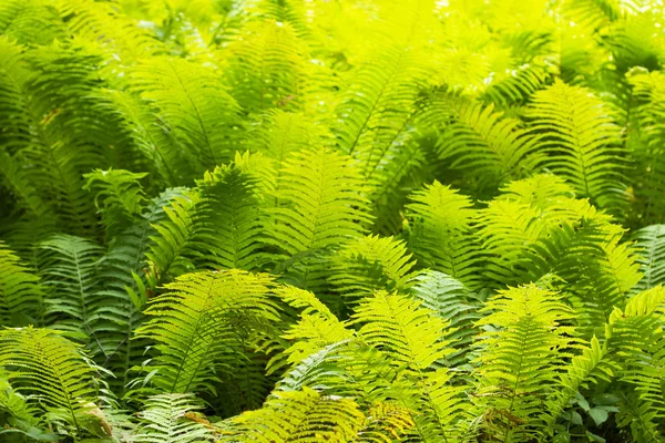 Bright green fern leaves in the sunlight. Sorceress Grass, Magic Fern Flower. Wild forest fern, background
