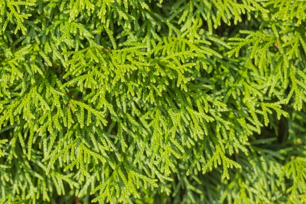 Grenarna av Thuja anbud grön färg. Textur bakgrund närbild. Gröna grenar av en vintergrön Thuja växt — Stockfoto
