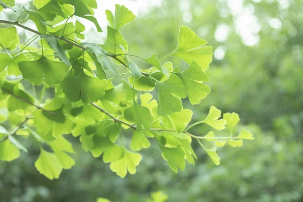 Ginkgo biloba árvore com folhas, planta usada na medicina chinesa. Ginkgo árvore folhas verdes, planta medicinal decorativa — Fotografia de Stock