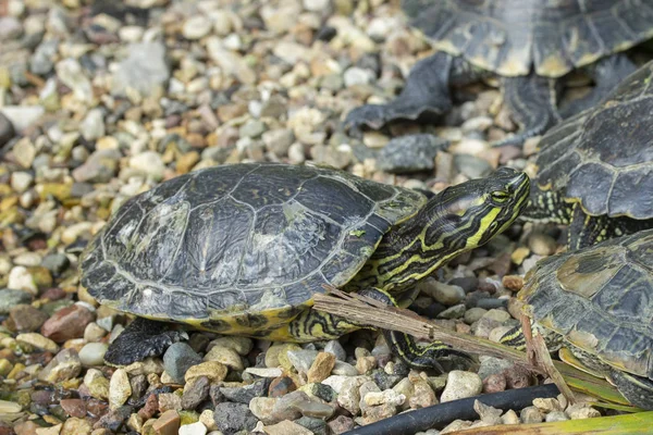 Red-eared slider is the scientific name for Trachemys scripta elegans in the wild. Turtle among congeners close up