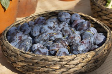 Taze topyekün mor erik ile Hasır sepet çanak, meyve ağaçları hasat