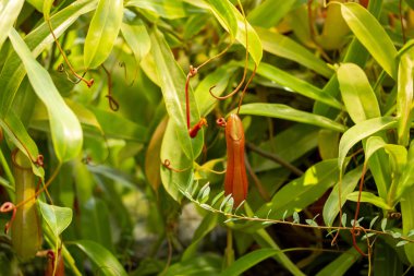 Predatory carnivorous exotic plant Monkey cups Nepenthes. Tropical plant eating insects, plant trap. Red orange jug Nepenthes