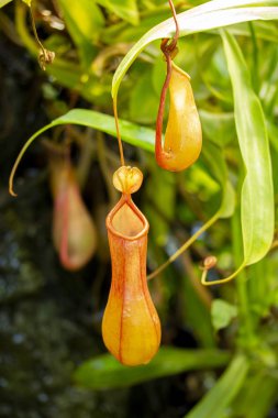 Predatory carnivorous plant Monkey cups Nepenthes, a beautiful red green pitcher jug of nepenthes against foliage. Exotic tropical asian plant insectivore