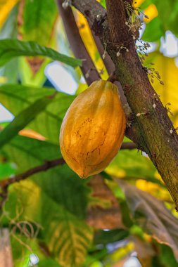 Fresh natural cacao fruit on a branch clipart