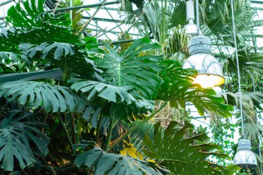 Monstera, Araceae creeper familyasından büyük bir tropikal bitkidir. Bir serada bir monstera birçok yeşil yaprakları