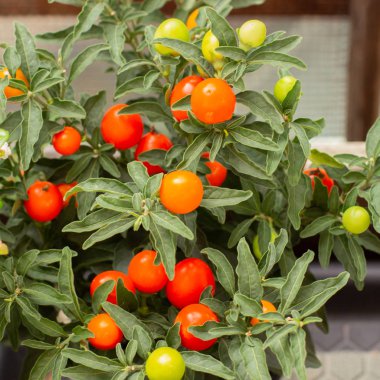 Solanum pseudocapsicum Kudüs Kiraz, yakın çekim kare, nightshade çilek