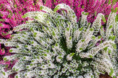 Blooming Heather vulgaris güzel çalı, arka plan duvar kağıdı üst görünümü. Blossom Heather Calluna, sonbahar çiçek üst görünümü