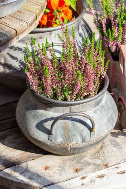 Çiçek pembesi Heather Calluna metal bir kapta. Bahçe dekorasyonu, sonbahar güzel bahçe çiçeği